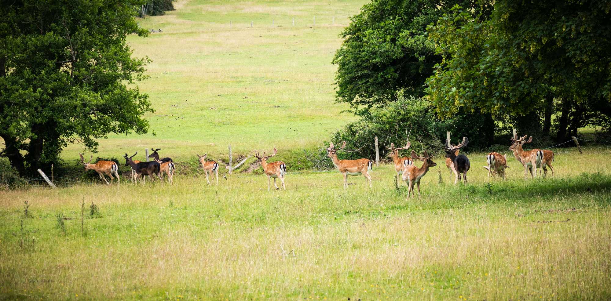 DeersFritham