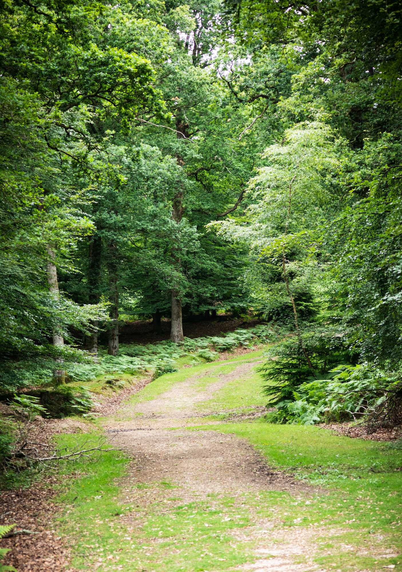 PathNewForest