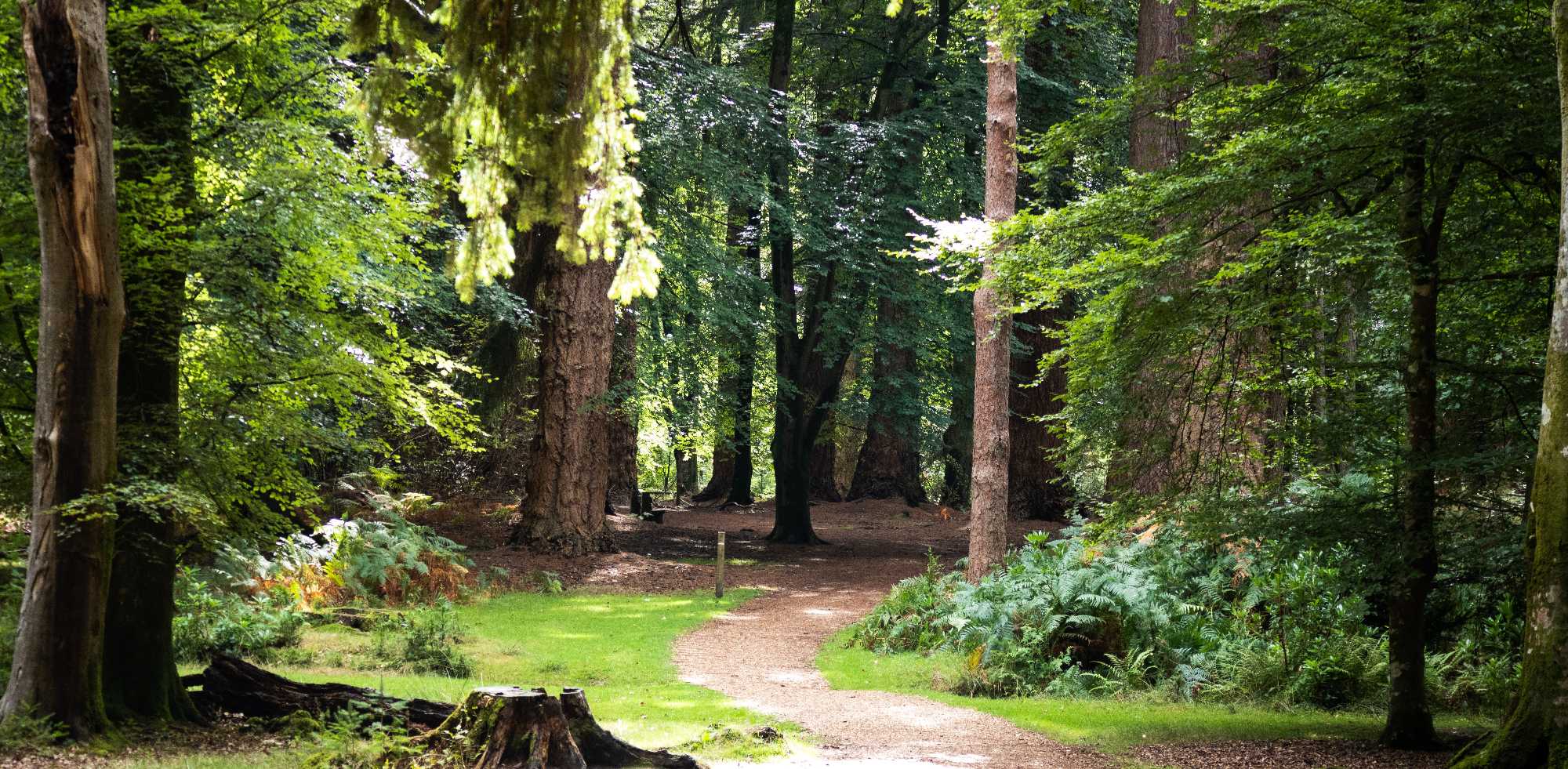 BlackwaterForestPath