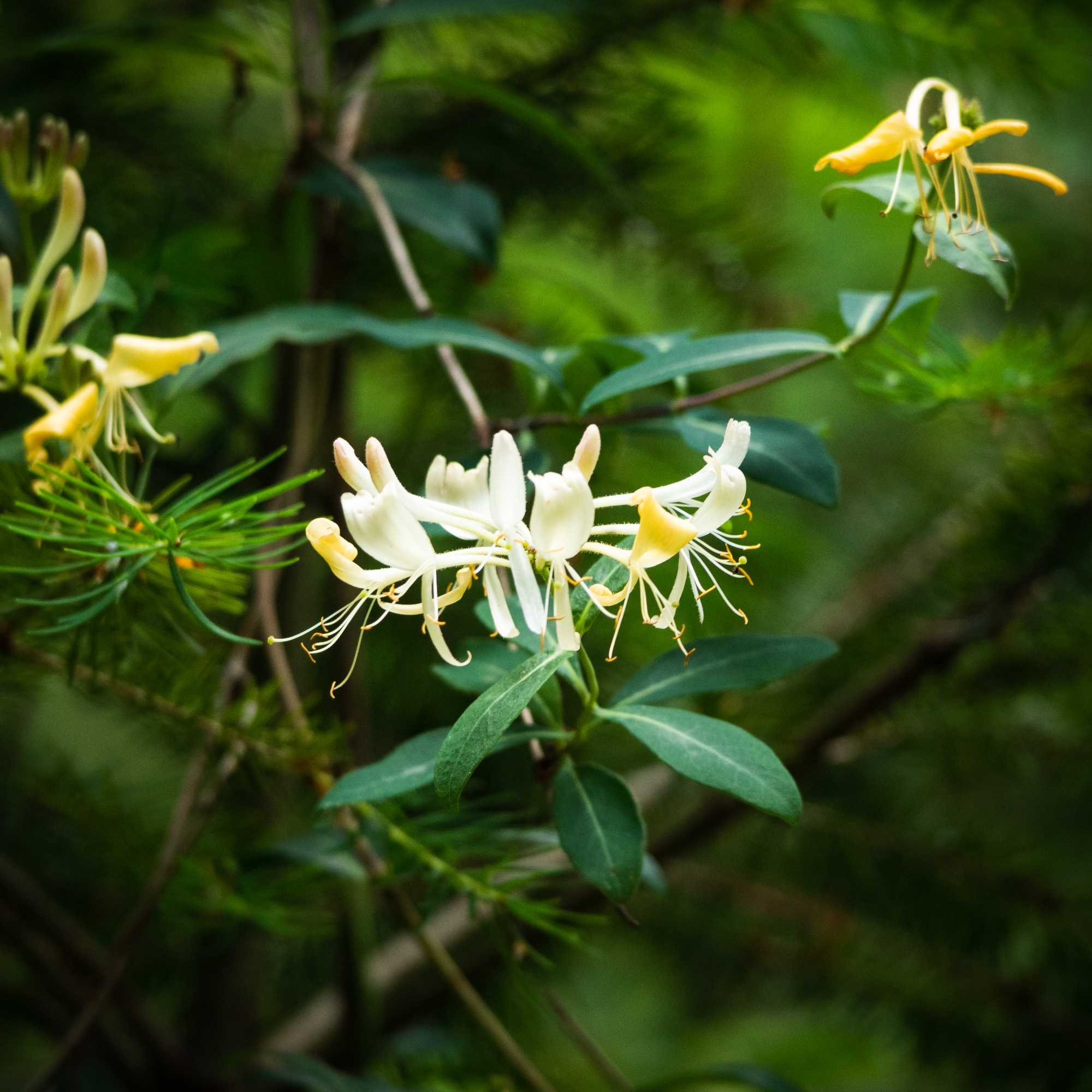 HoneySuckle