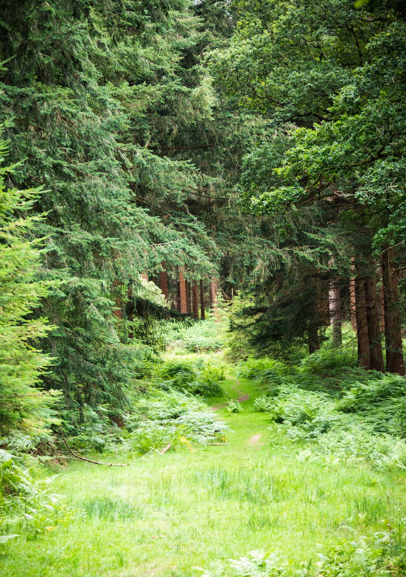 FrithamPath3