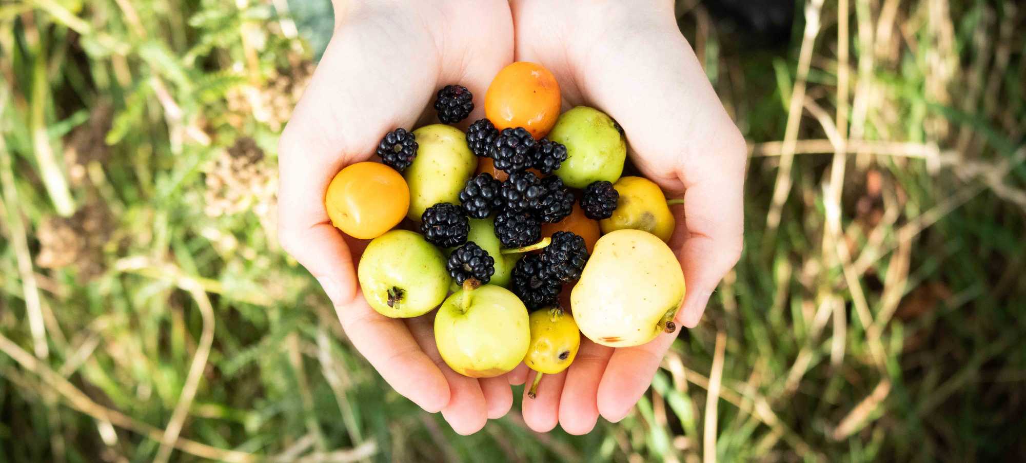 FruithandAbovecropped
