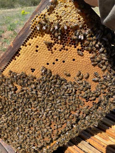 Honeycomb1