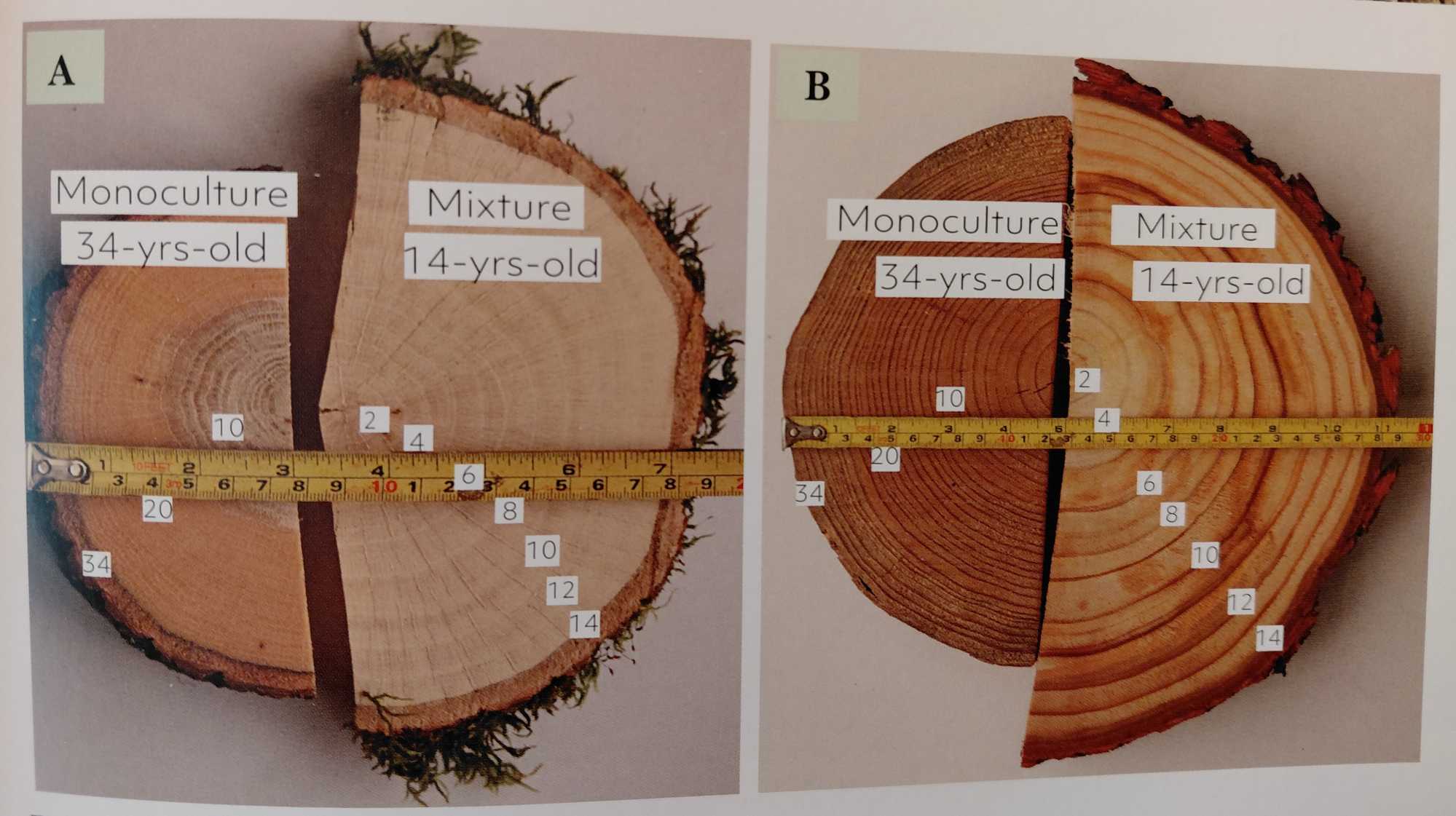 Monoculture-or-Halo-pollading