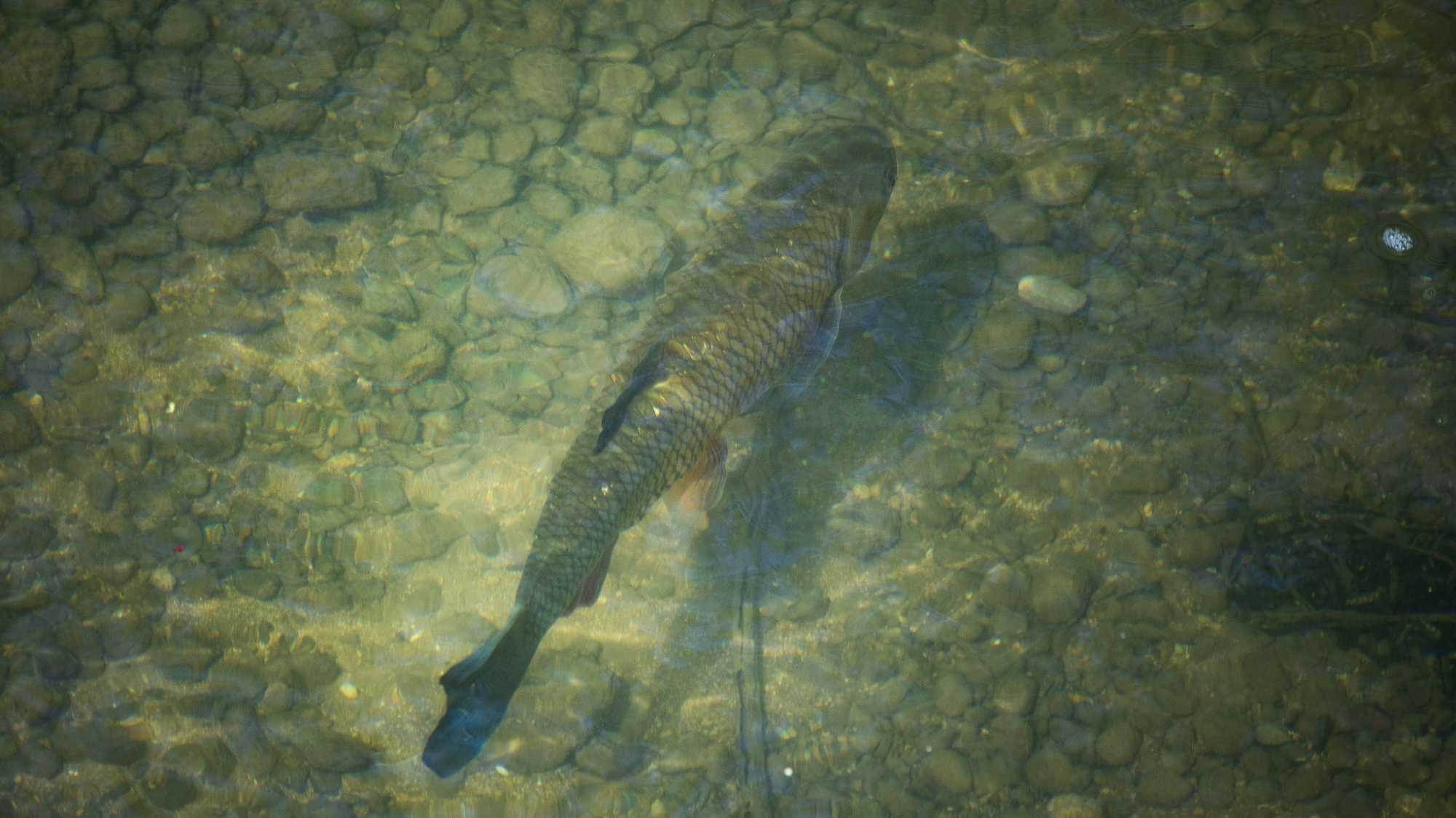 Trout