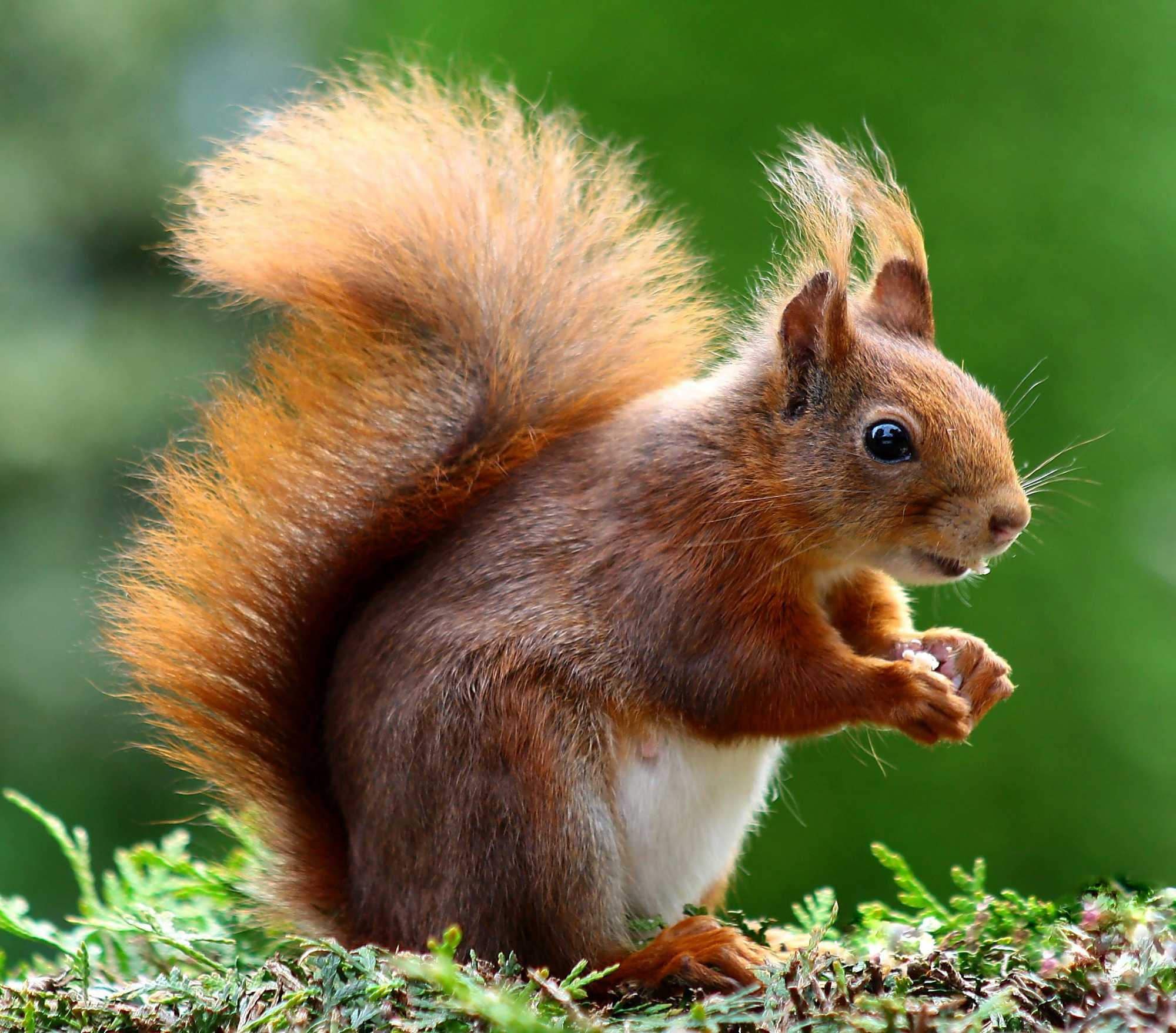 Red squirrel